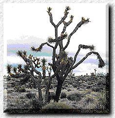 Desert Photo
