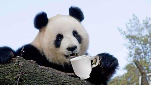 Panda Tea? Sure, I'll have a cuppa! MyMac Podcast #395 