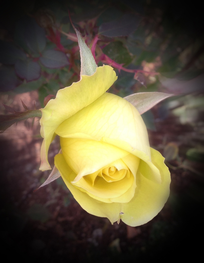 Yellow Rose Zoom Burst MM